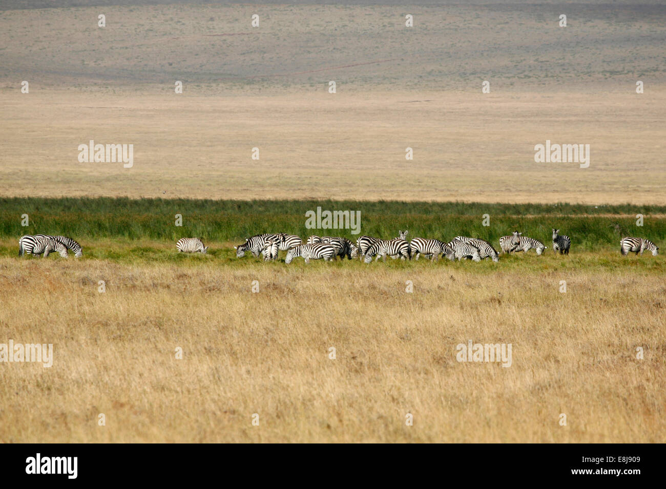 Herde Zebras in Ngorongoro. Stockfoto