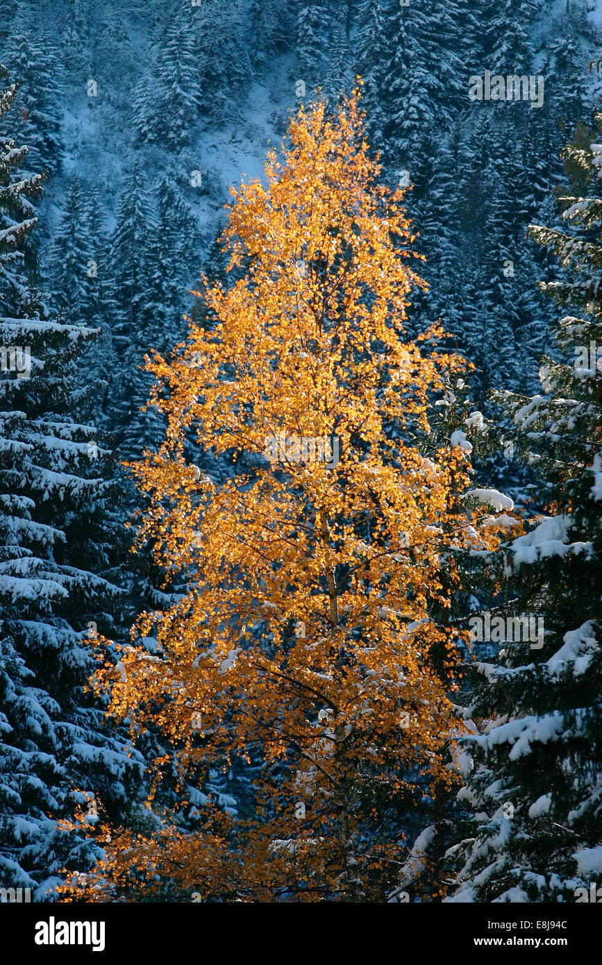 Winter. Baum Stockfoto