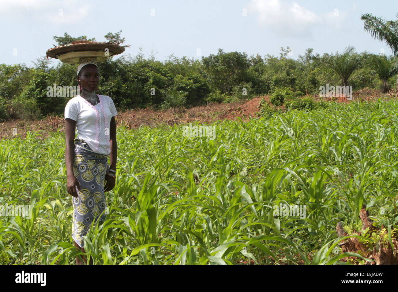 Afrikanische Bauern in einem Feld stehen. Stockfoto
