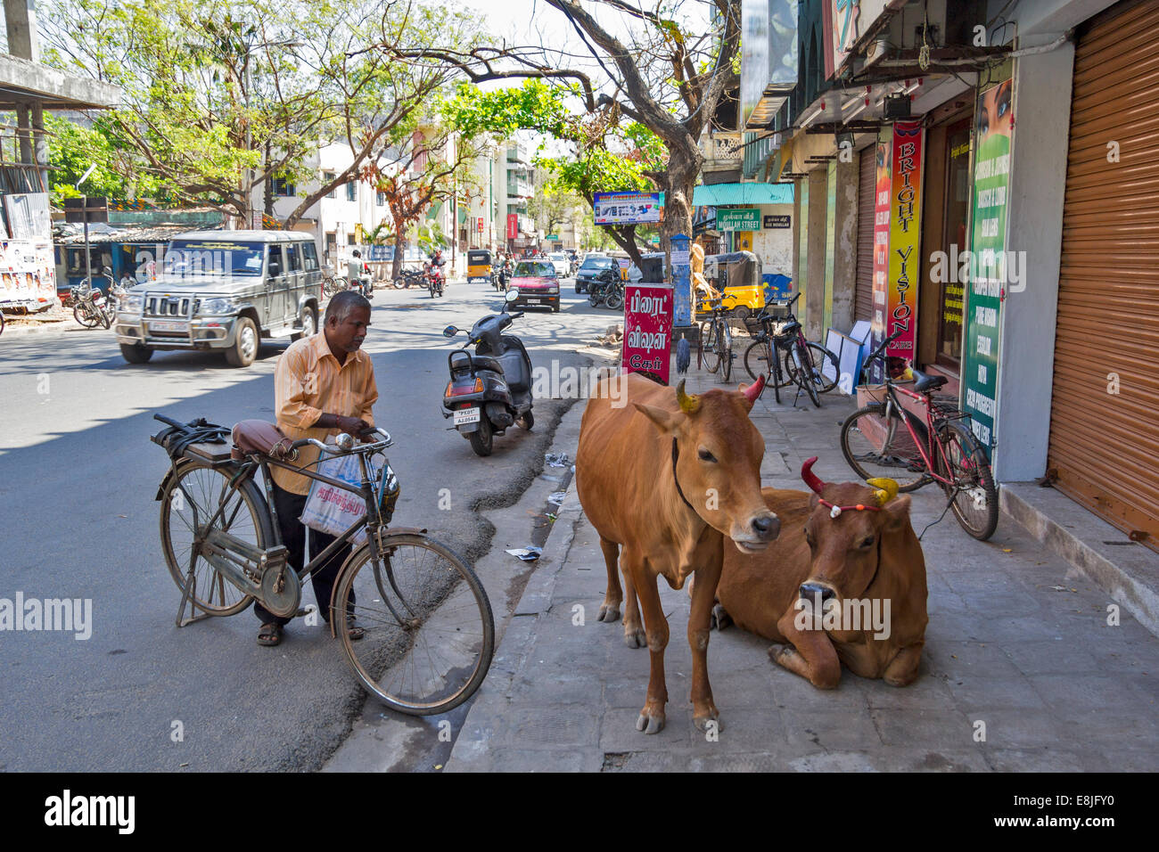 PONDICHERRY INDIA TREE LINED STREETS AND CATTLE OR COWS ON THE PAVEMENT Stockfoto