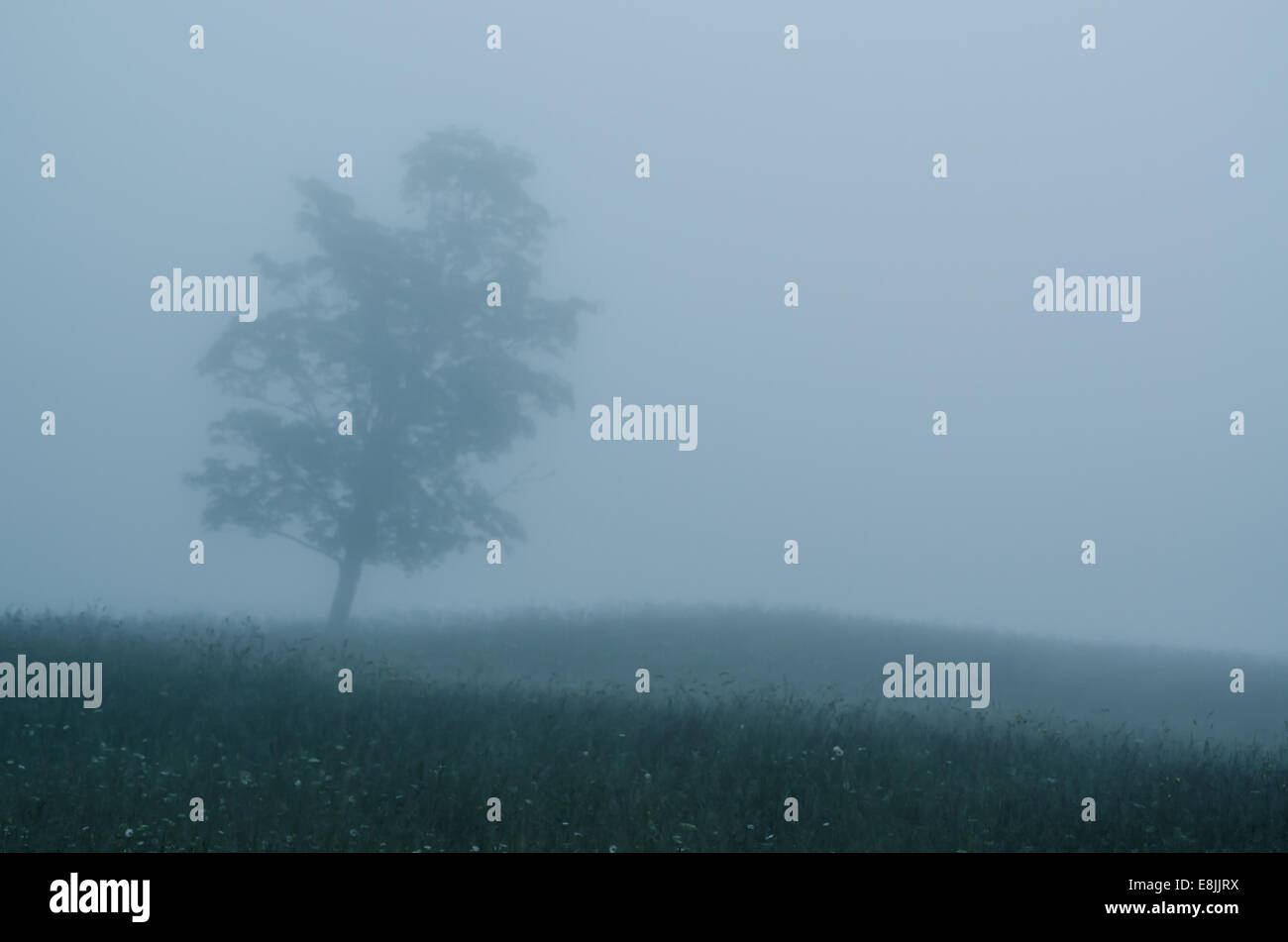 Einzigen Baum Stockfoto