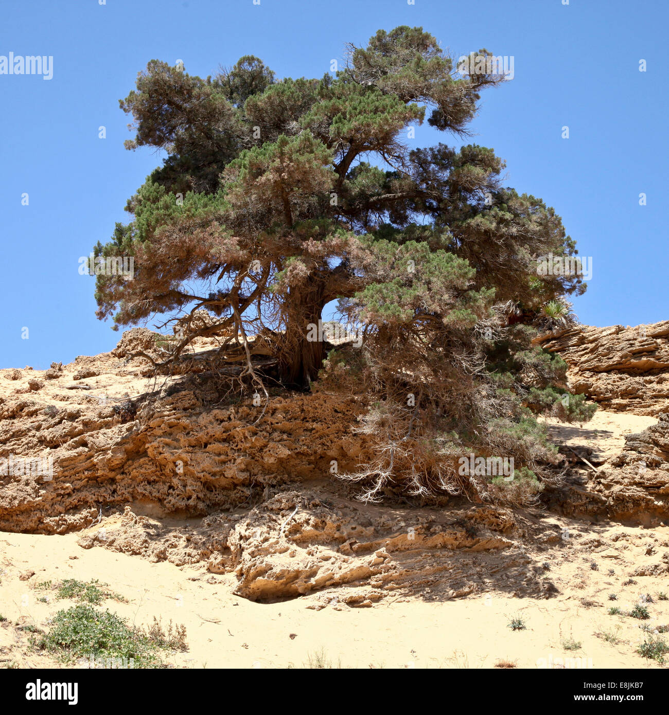 Baum. Stockfoto