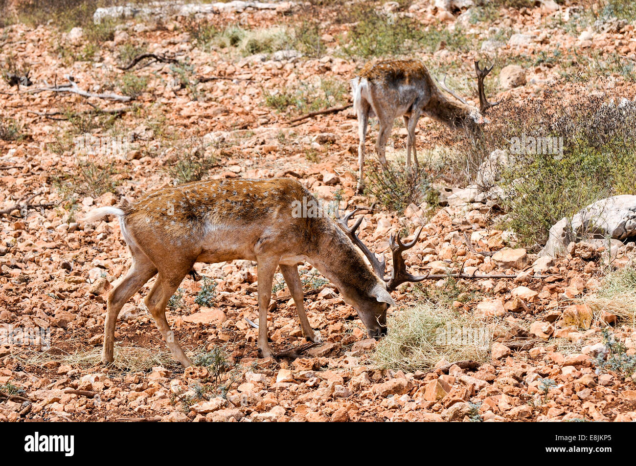 Israel, Carmel Gebirge, Säugling persische Damhirsch (Dama Dama Mesopotamica) bedrohte Arten Stockfoto