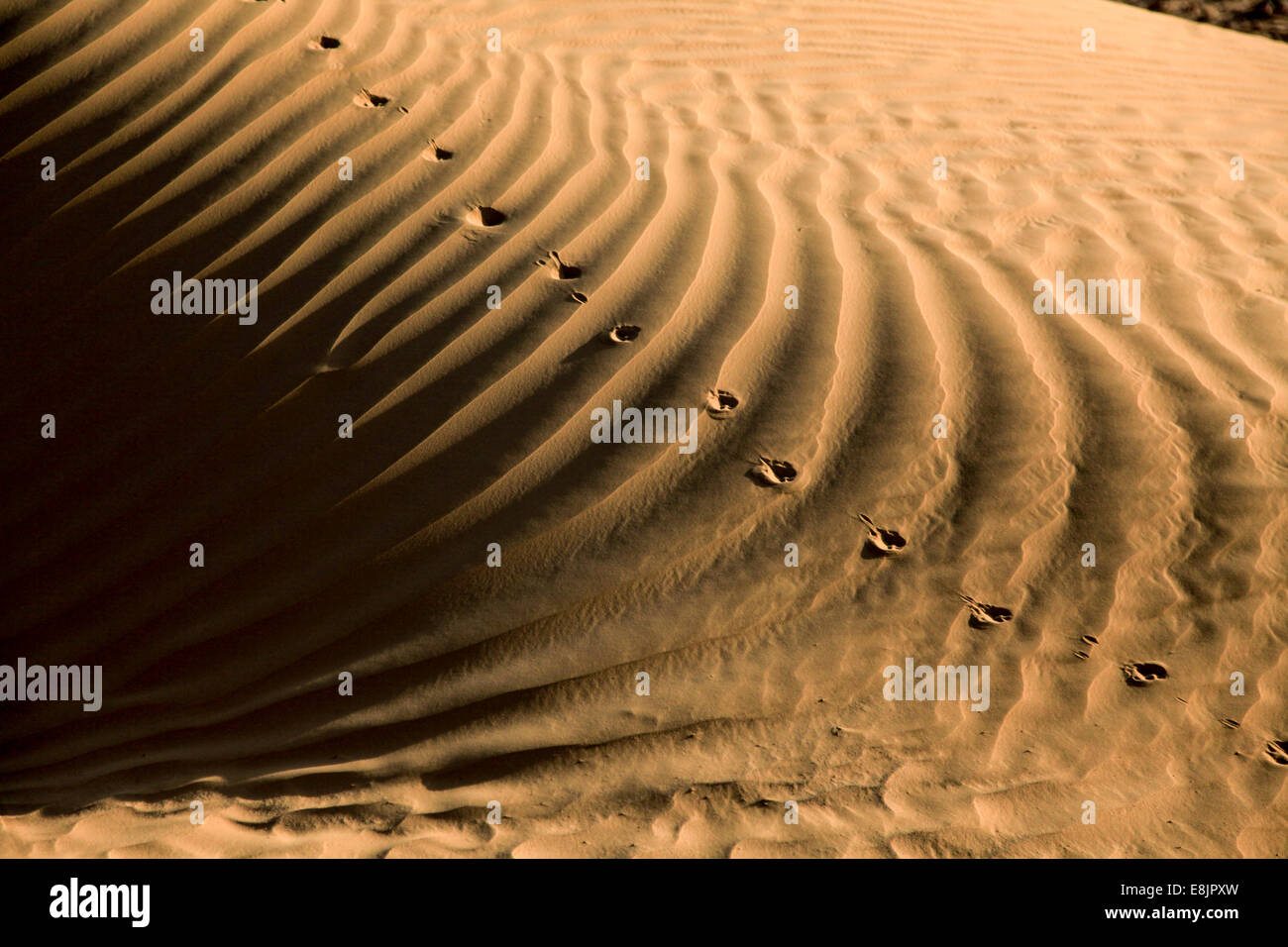 Tierspuren auf einer Sanddüne fotografiert in Israel Stockfoto