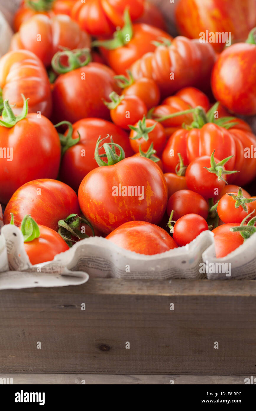 Homegrown Tomaten in hölzernen Trug Stockfoto