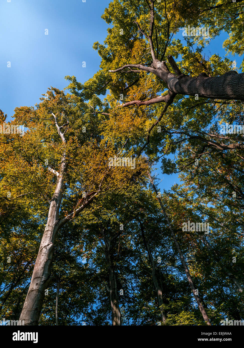 Baumkronen im Herbstfarben - auf der Suche nach oben Stockfoto