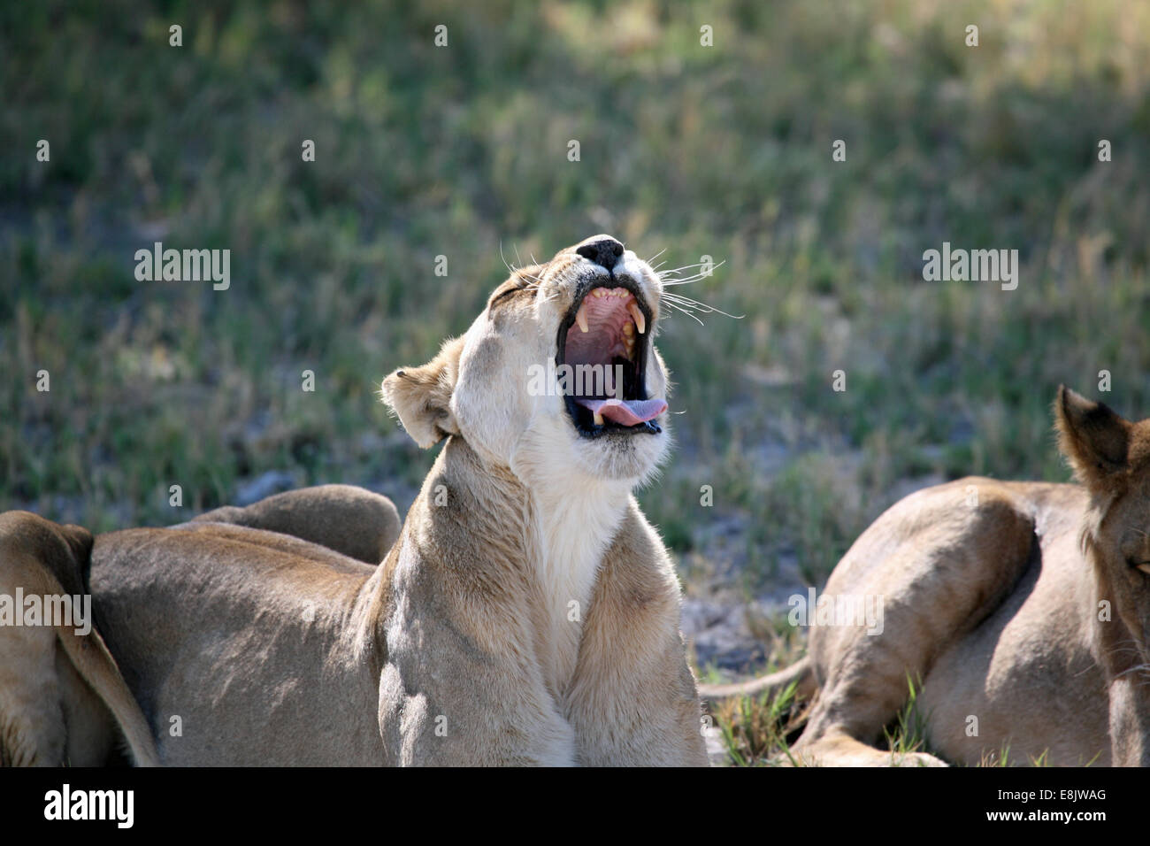 Löwen gähnen Stockfoto