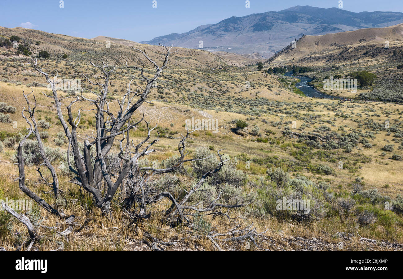 Die robuste trockene Landschaft des Yellowstone National Park und einen Blick auf die Gardner River in der Nähe von Mammoth, Yellowstone, USA. Stockfoto