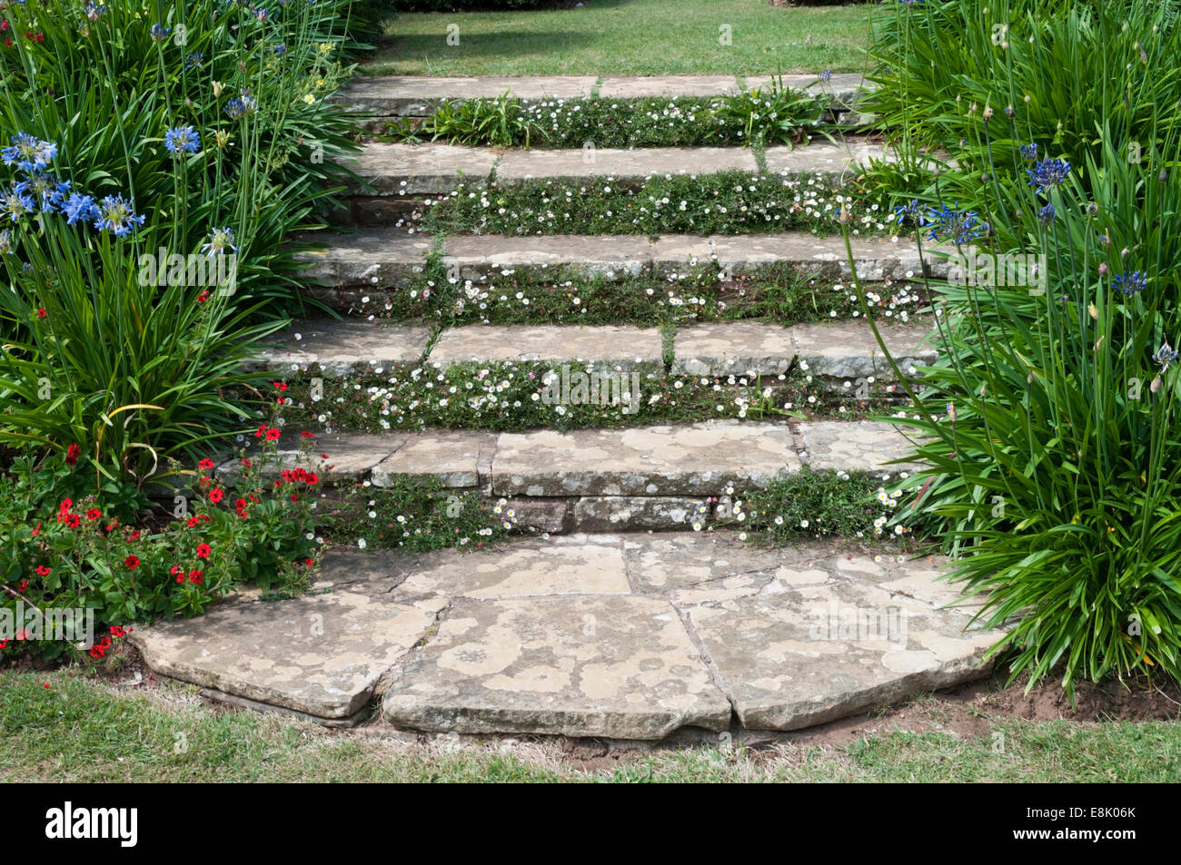 Zwischen den Schritten Stein Garten einpflanzen Stockfoto
