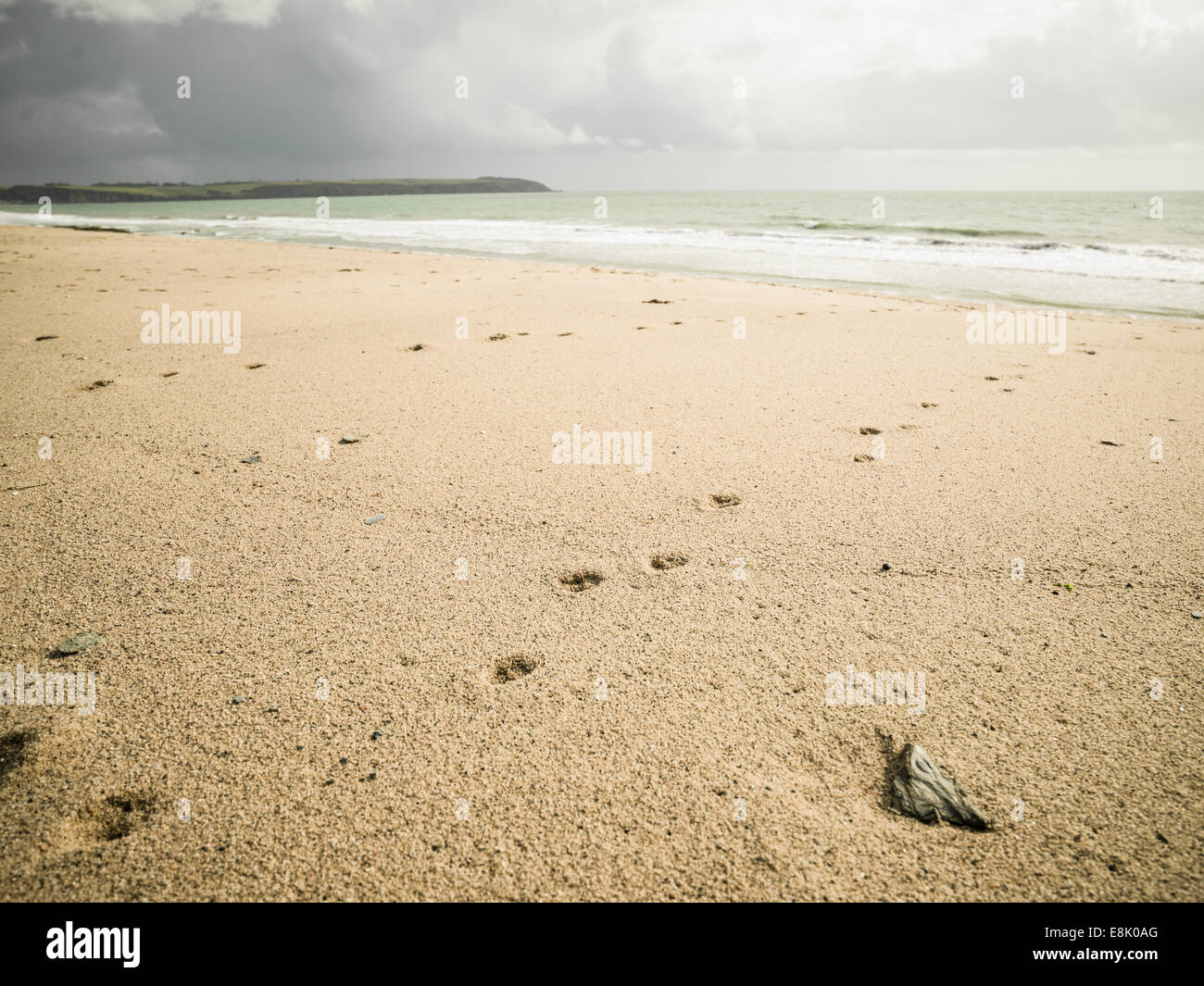 Pfotenabdrücke im Sand. Stockfoto