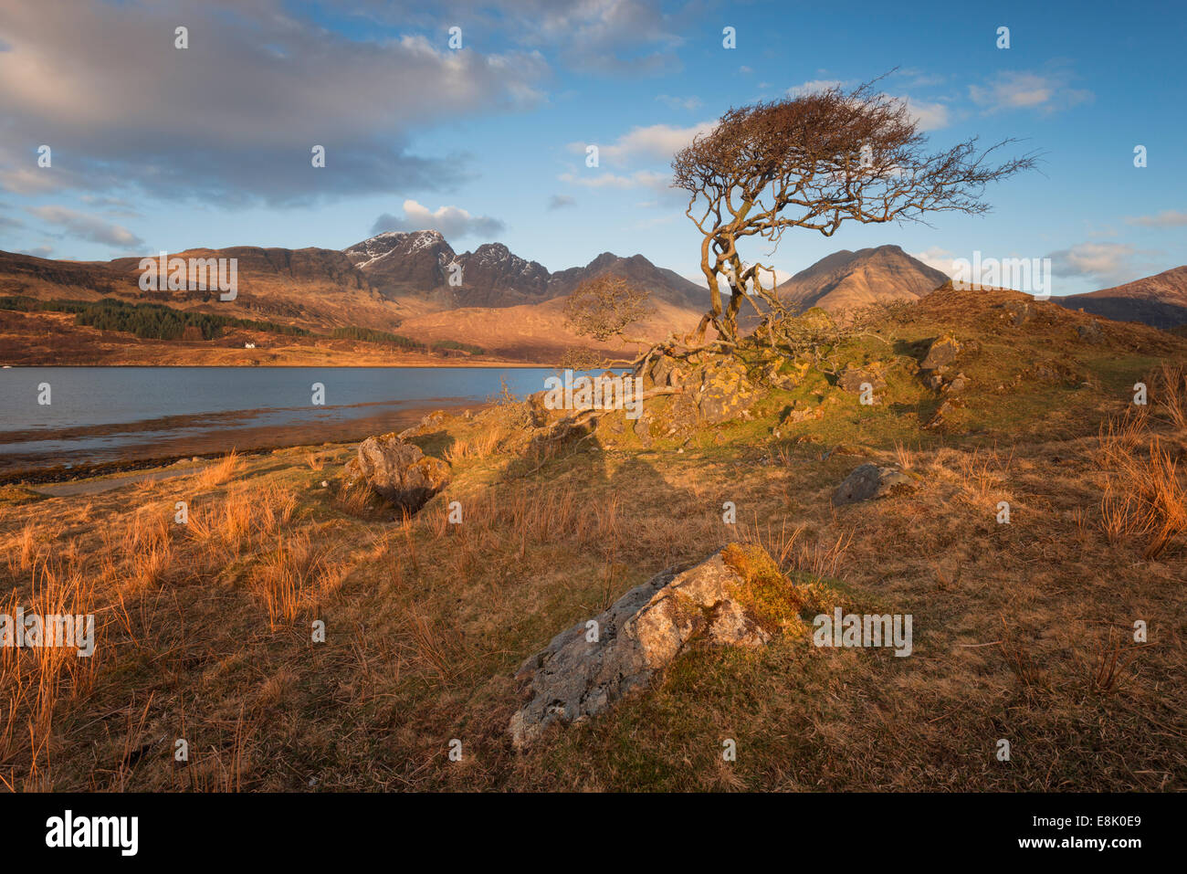 Ein Baum am Rande des Loch ich mit Bla Bheinn (Blaven) in den Boden zurück. Stockfoto