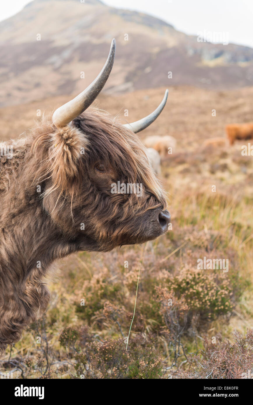 Hochlandrinder in Schottland. Stockfoto