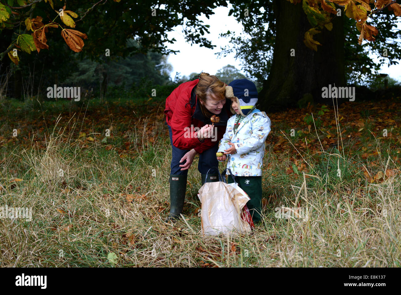 Frau und kleiner Junge, die im Herbst Konker vom Horse Chestnut Tree sammeln. Gutschrift: David Bagnall Stockfoto