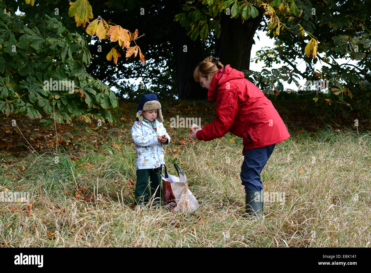Shropshire, UK. 9. Oktober 2014. Frau und junge junge Kind sammeln Conkers aus Rosskastanie Baum in Autumn Uk Credit: David Bagnall/Alamy Live News Stockfoto