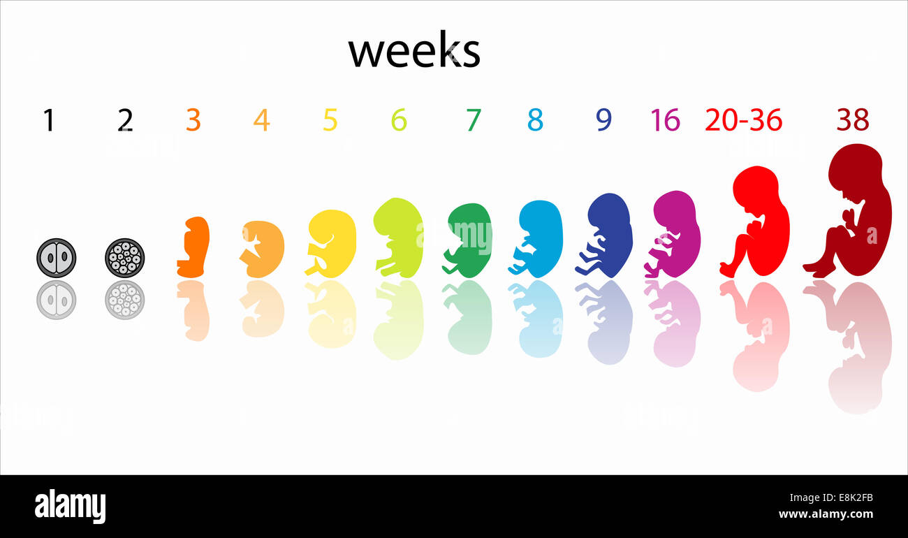 bilder fötus entwicklung