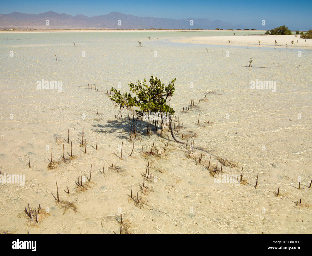 Ägypten, Sinai, Sharm el Sheikh, Nabq Nationalpark, Mangrove Avicennia Marina in Untiefen Stockfoto