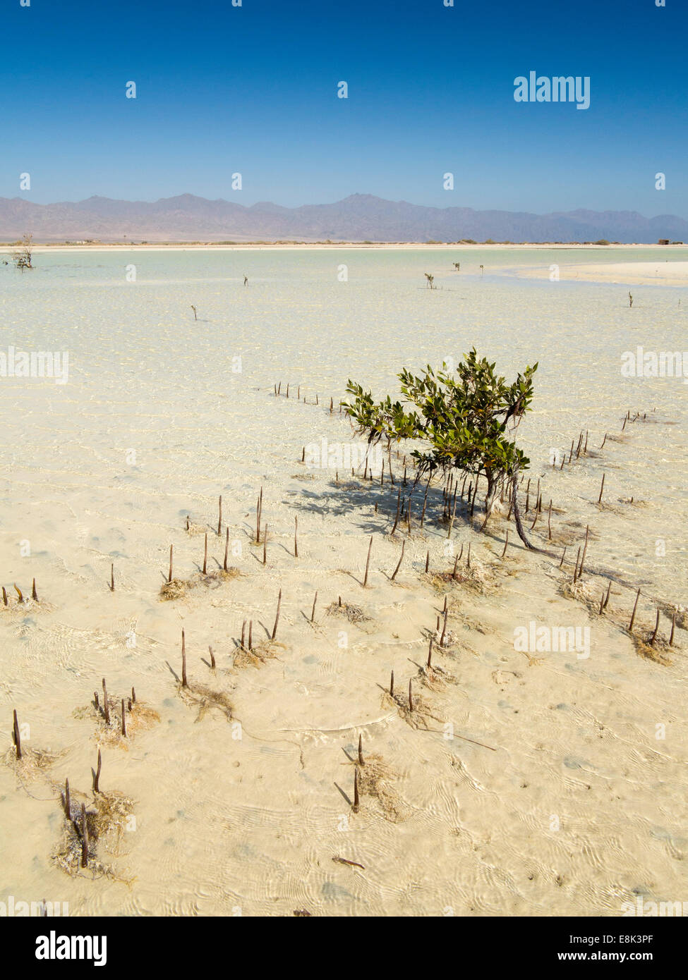 Ägypten, Sinai, Sharm el Sheikh, Nabq Nationalpark, Mangroven-Baum, Avicennia Marina, im seichten Wasser Stockfoto