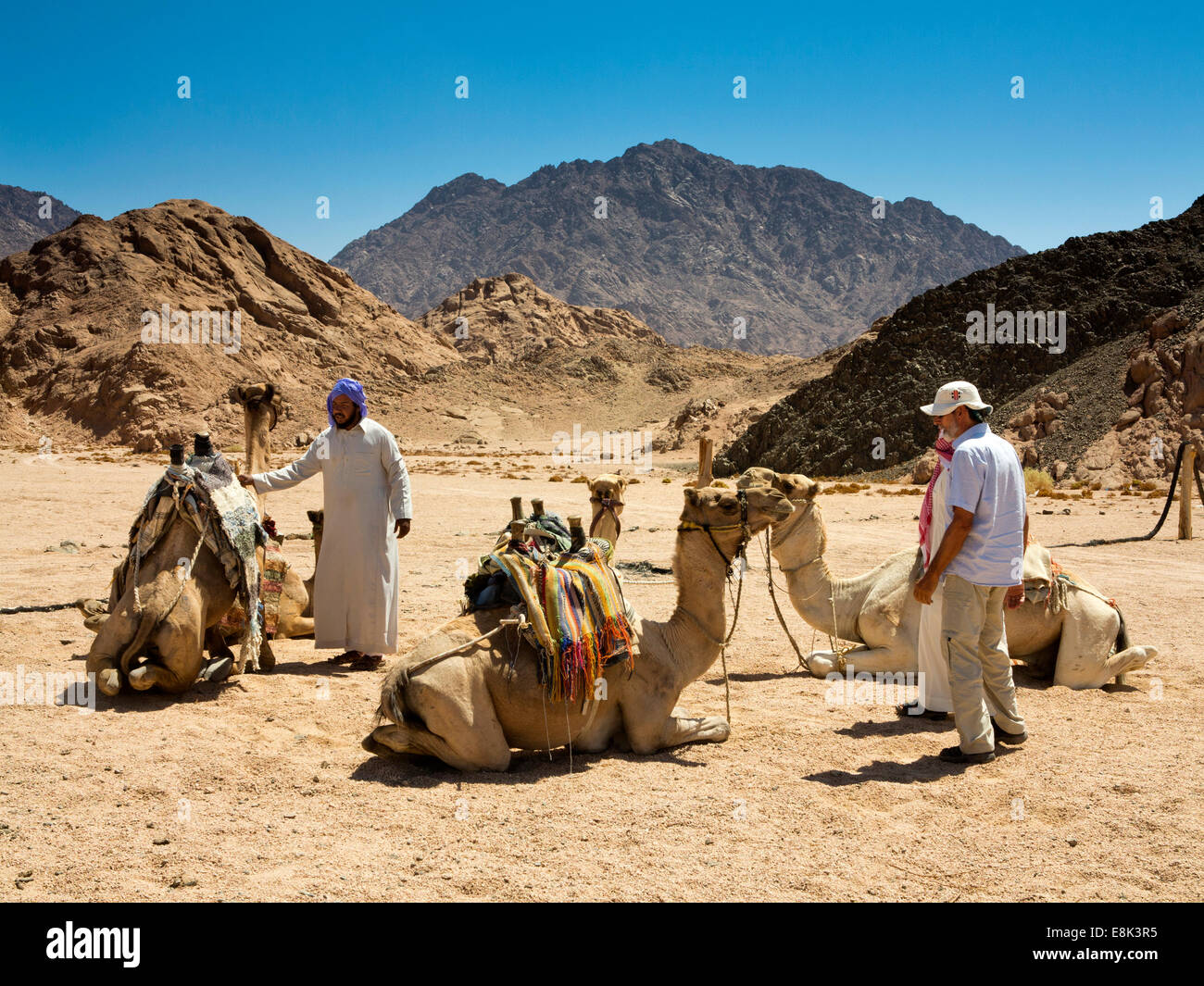 Ägypten, Sinai, Sharm el Sheikh, Nabq Nationalpark, Beduinen desert Camp, Kamele bereit, Touristenfahrten Stockfoto