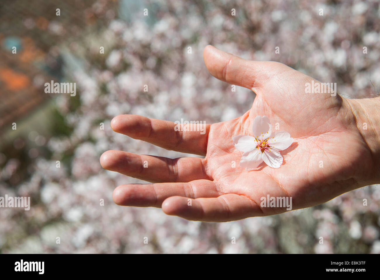 Mannes Hand mit der Handfläche zeigt eine Blüte der Mandelbäume. Stockfoto