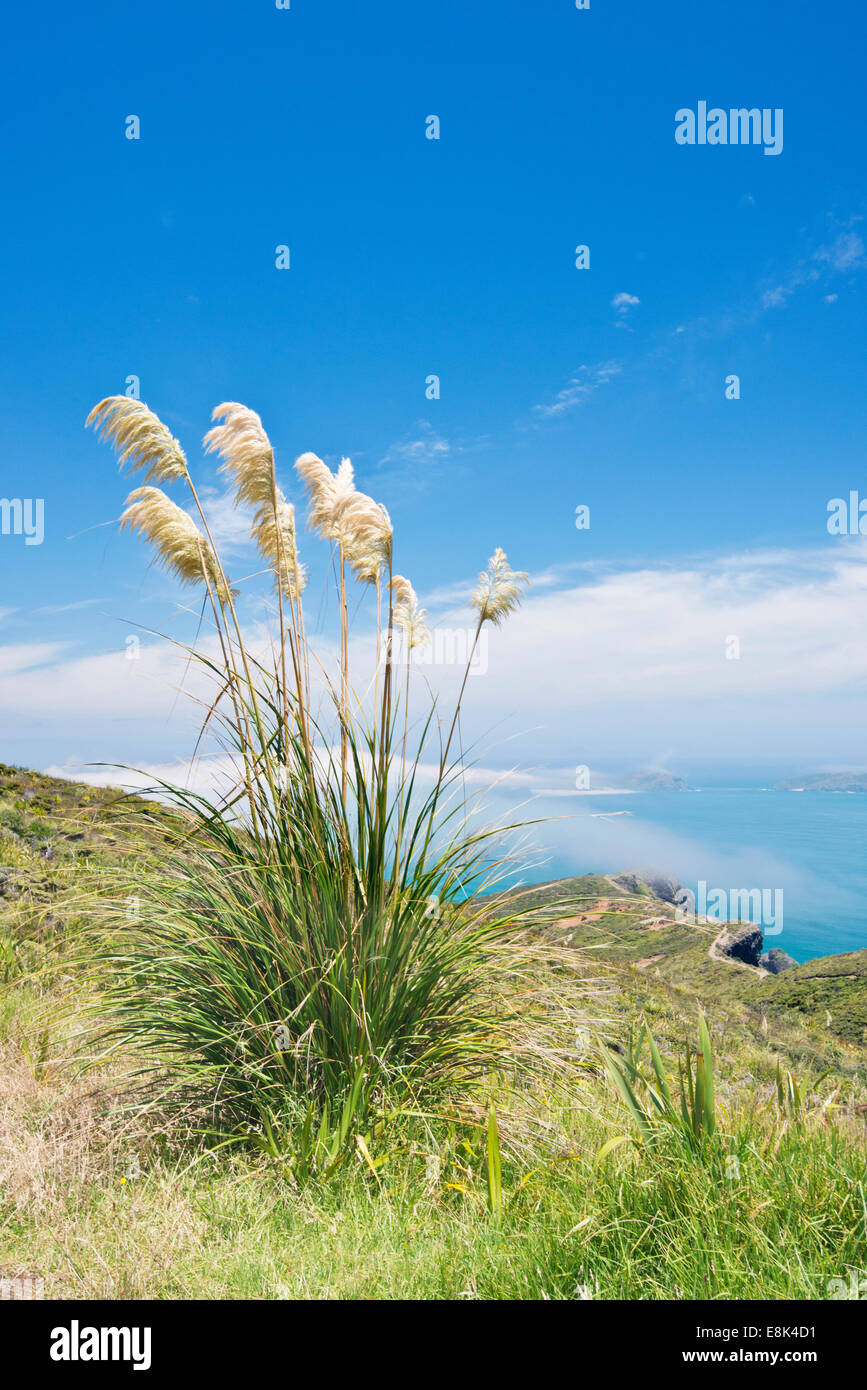 Neuseeland, Nordinsel, Cape Reinga, Toetoe Grass (großformatige Größen erhältlich) Stockfoto