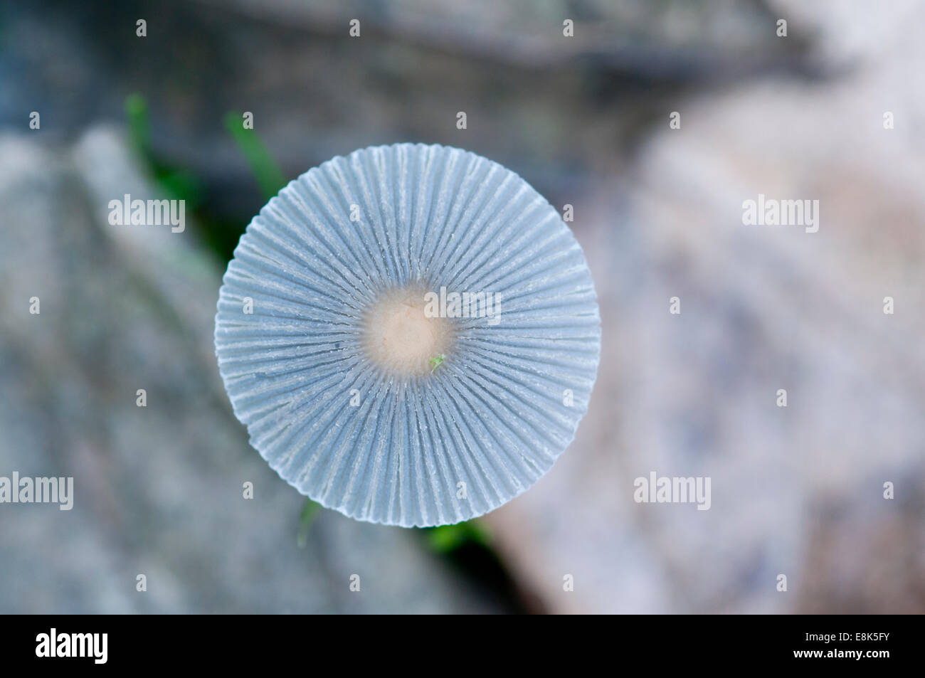 Eine häufige Art, die gefalteten Inkcap fand unter den kurzen Rasen bei Cheshunt, Herts Stockfoto