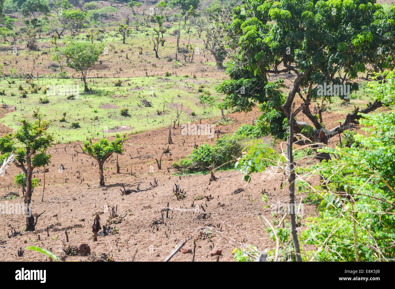 Entwaldung in Guinea (Fouta Djalon) zu machen, platzieren Sie auf Plantagen Stockfoto