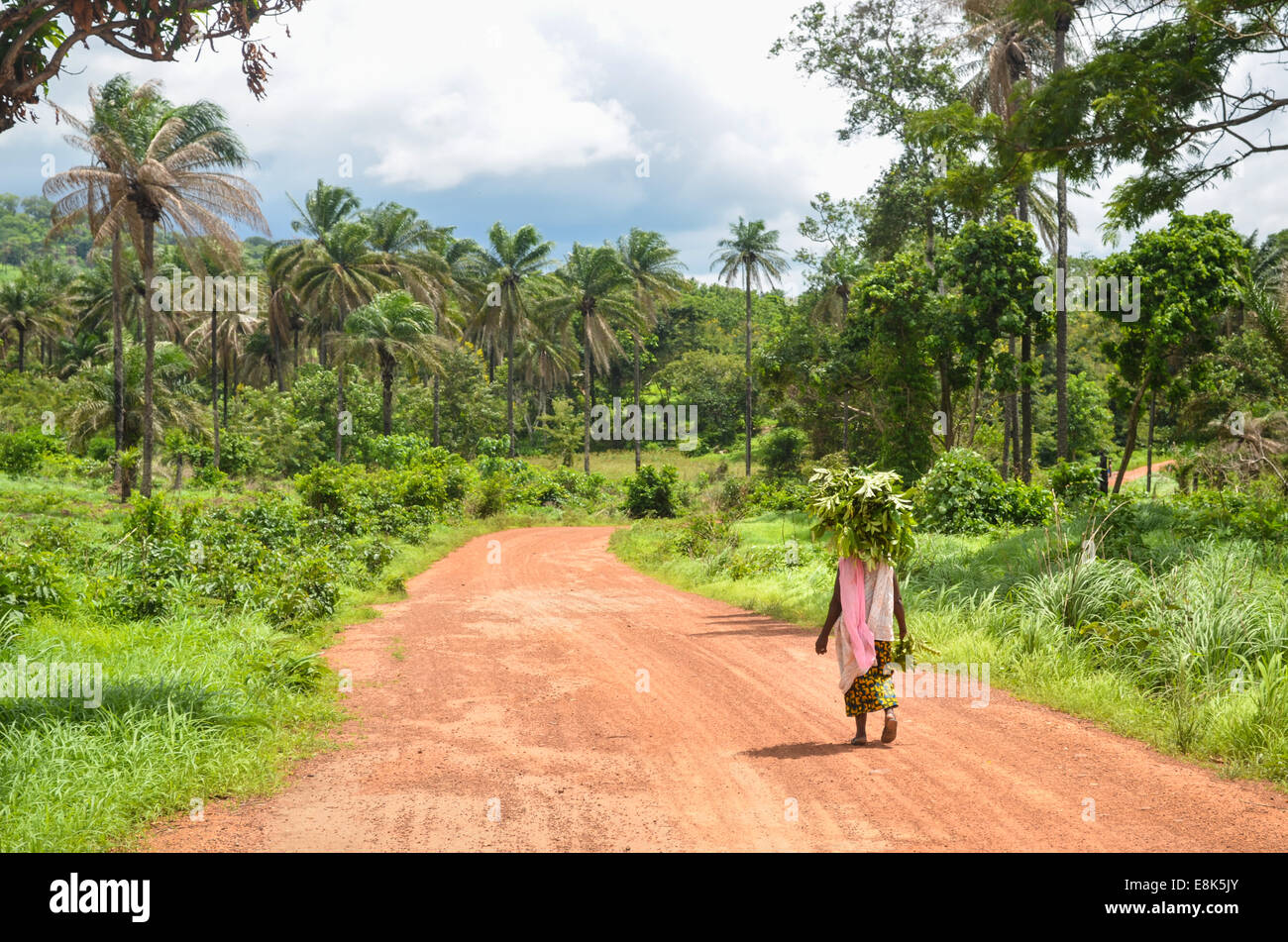 Eine Frau auf den unbefestigten Straßen der ländlichen Guinea Blätter auf dem Kopf tragen Stockfoto