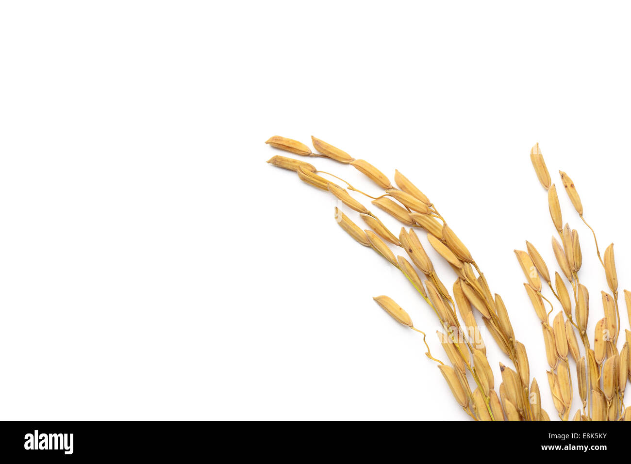 Reiskorn isoliert auf weiss Stockfoto