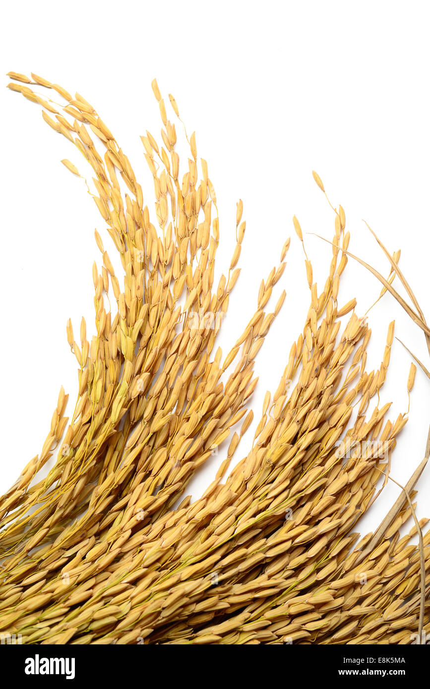 Reiskorn isoliert auf weiss Stockfoto