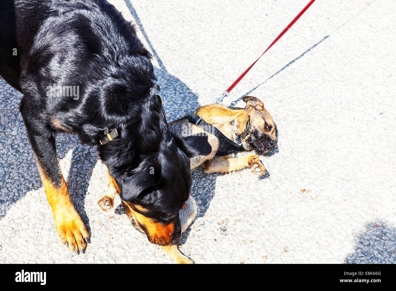 Großer Hund, kleiner Welpe angreifenden Beauceron verwildert Französisch Hund Hunde Haustier Wache Hunde devot terrier Stockfoto