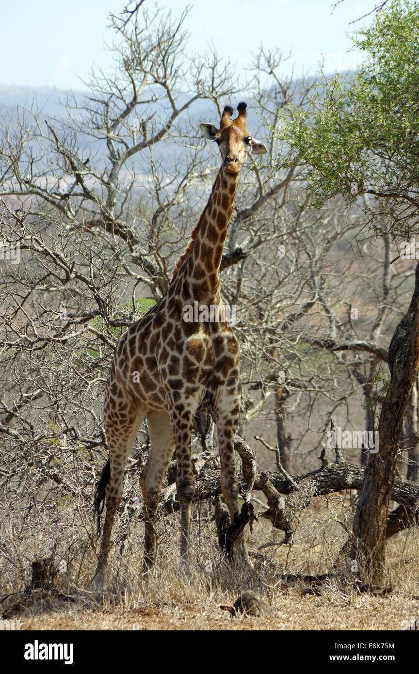 Giraffe im Hluhluwe-iMfolozi-Park, Südafrika Stockfoto