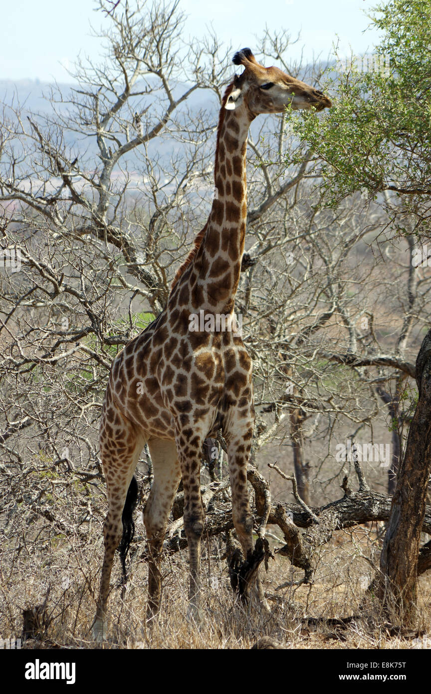 Giraffe im Hluhluwe-iMfolozi-Park, Südafrika Stockfoto