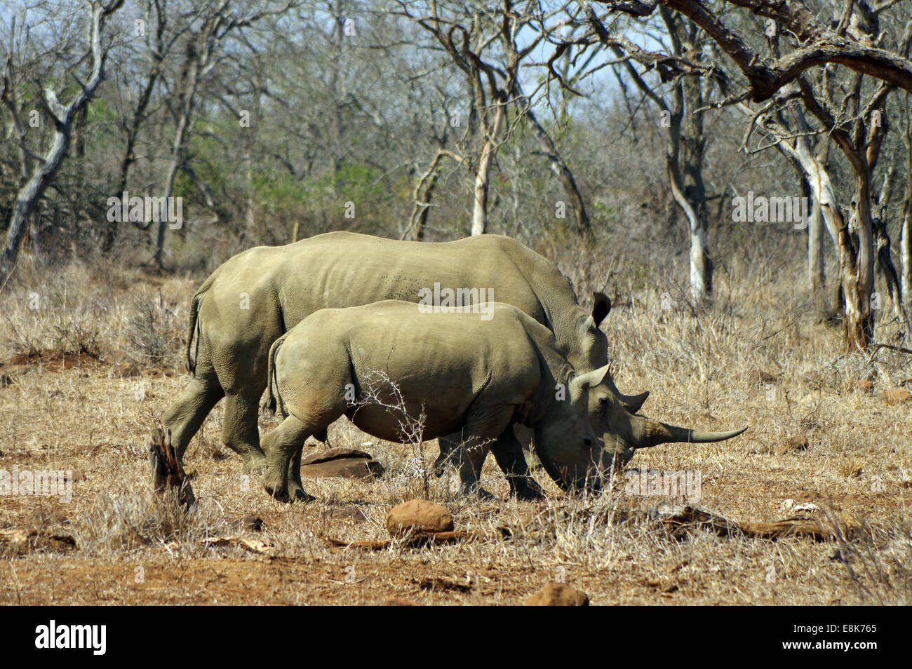 Mutter und Baby Breitmaulnashorn in Hluhluwe-iMfolozi-Park, Südafrika Stockfoto