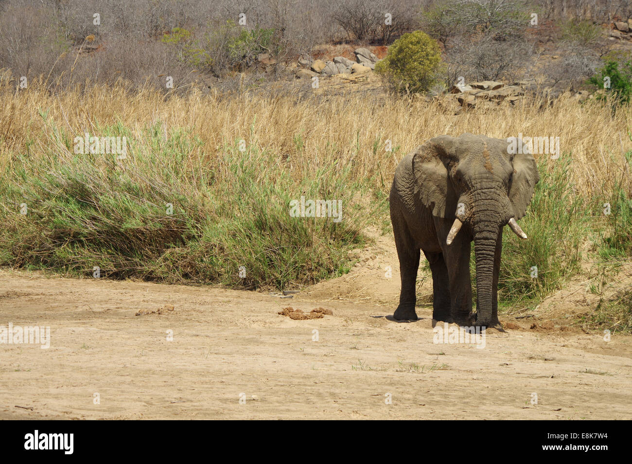 Erwachsenen Elefanten im Hluhluwe-iMfolozi-Park, Südafrika Stockfoto