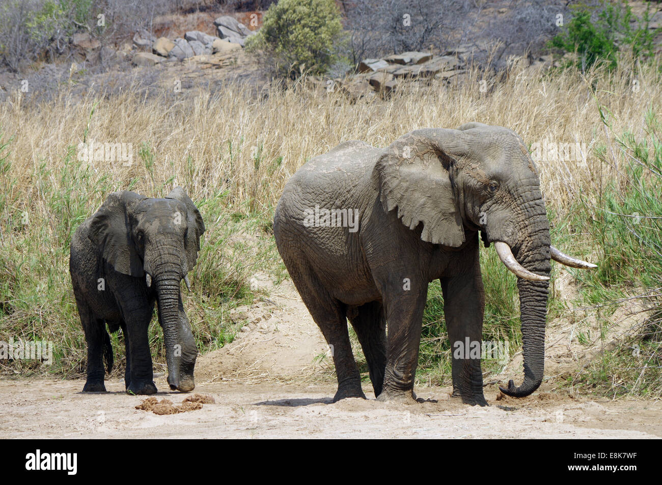 Paar Elefanten im Hluhluwe-iMfolozi-Park, Südafrika Stockfoto