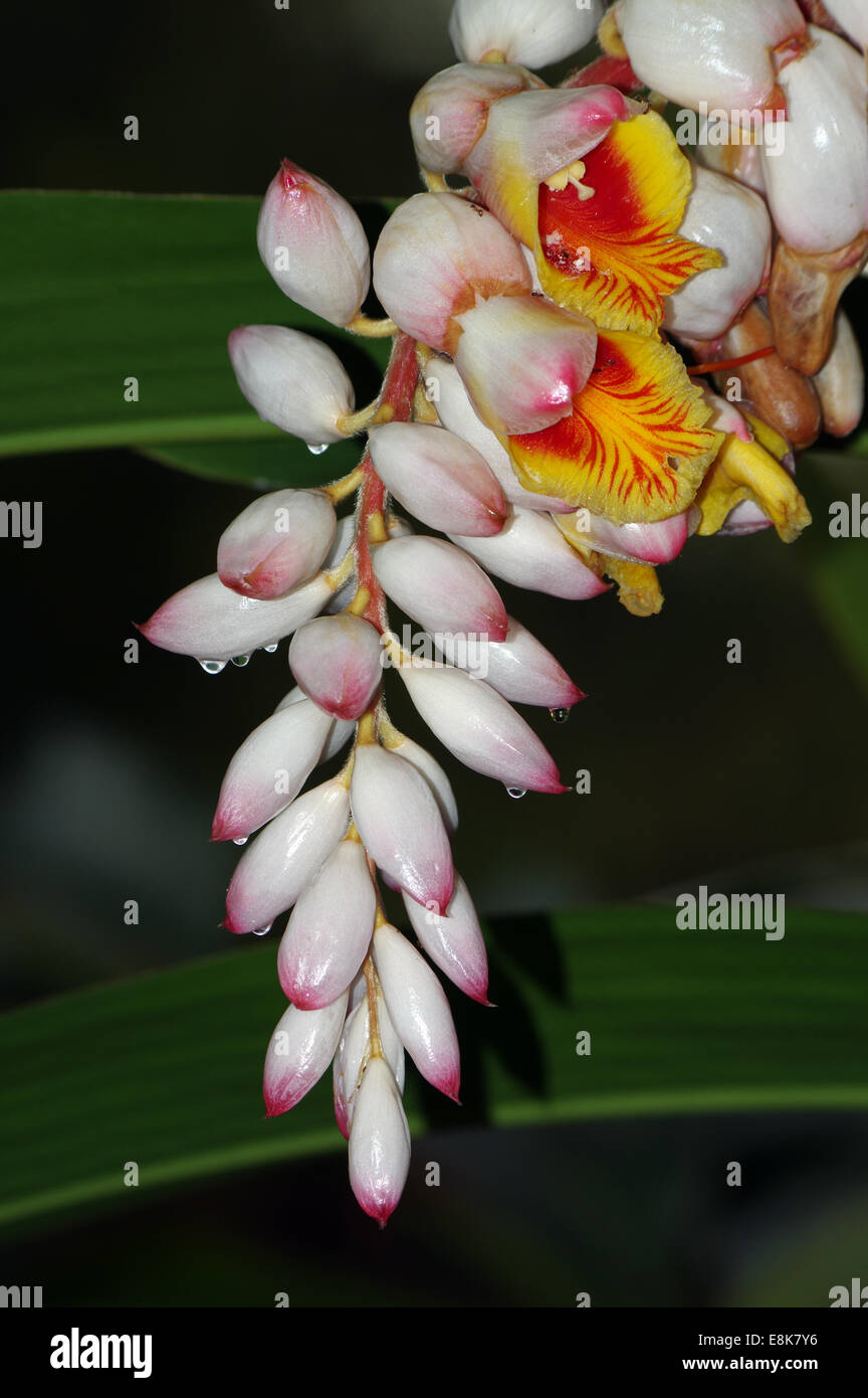 Blühende Alpinia, auch bekannt als Ginger Lily oder Shell Ginger in Südafrika Stockfoto