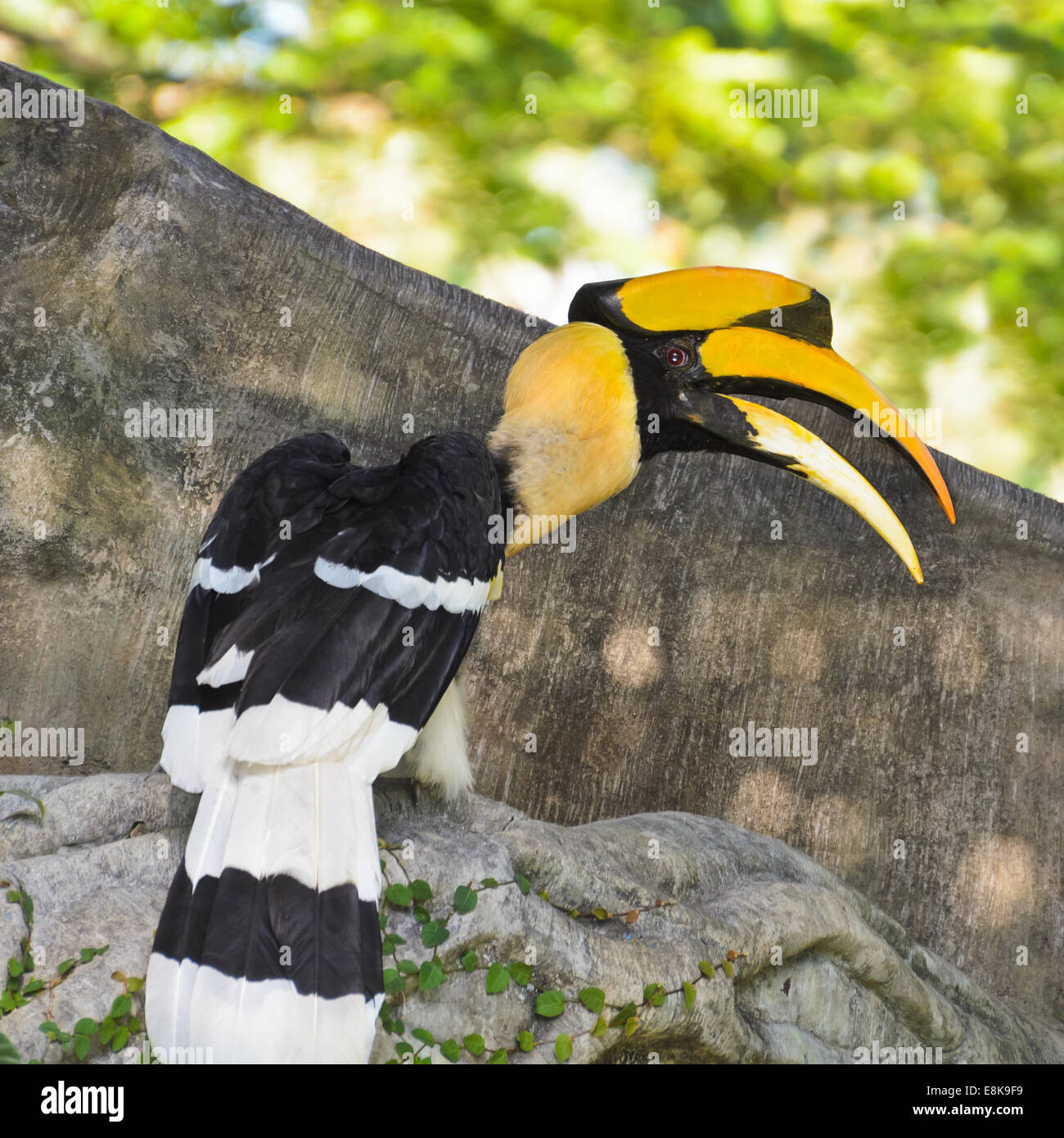 Großes Hornbill oder Buceros Bicornis Großvögel Erhaltung in Thailand. Stockfoto