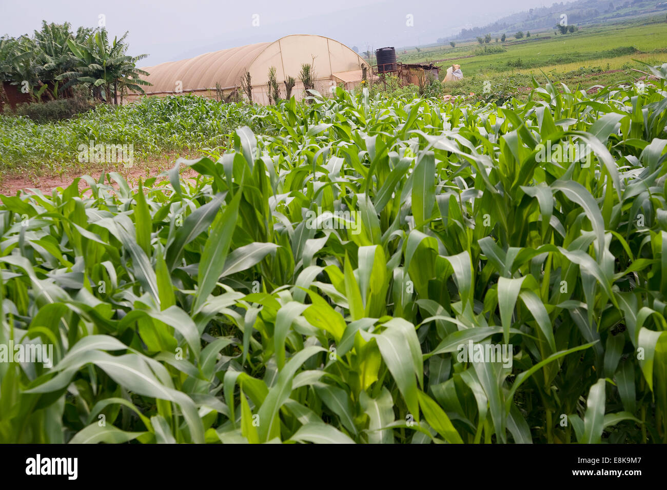 Ruanda, KIGALI: Um Kigali sind viele Reisfelder und auch Mais oder Gemüse Fields. Viele Menschen arbeiten in der Landwirtschaft. Stockfoto