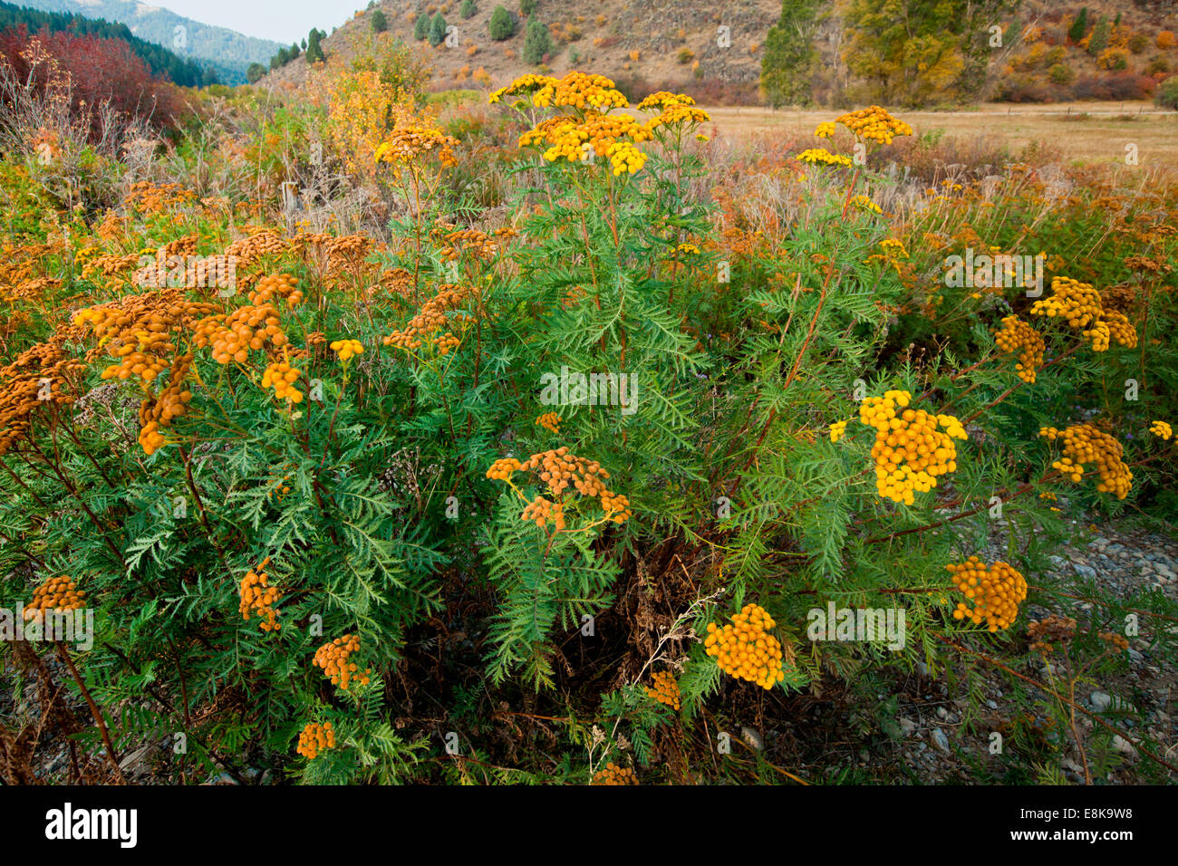 Wildblumen im Herbst, Idaho, USA. Stockfoto