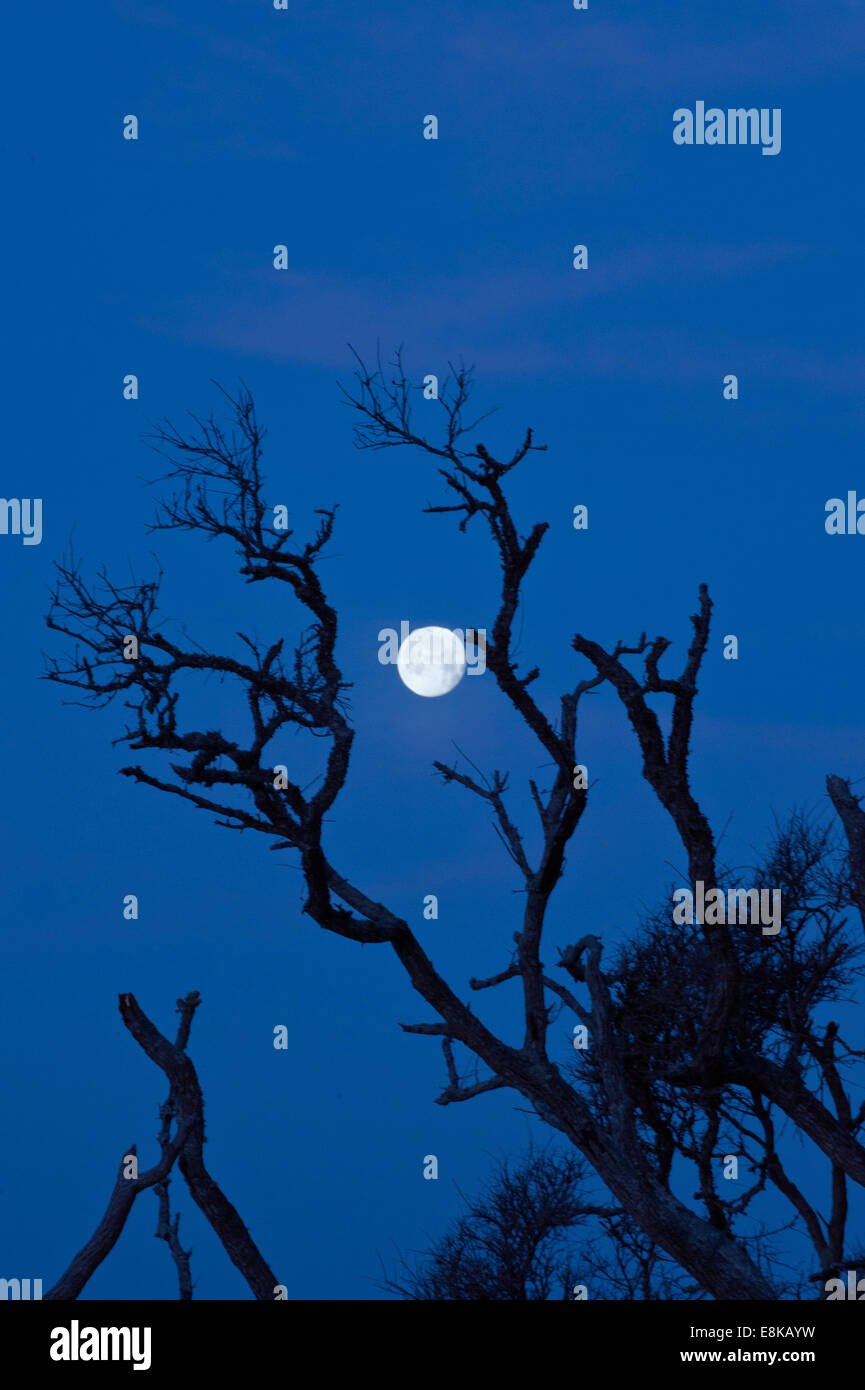 USA, South Carolina, Edisto Island, Botany Bay, Full Moon Over Boneyard Strand. Stockfoto