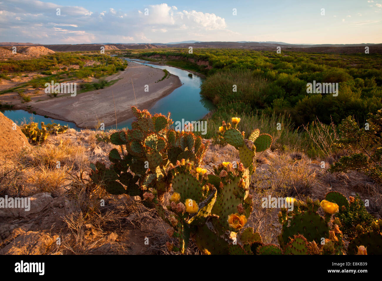 Feigenkaktus (Opuntia SP.) über den Rio Grande in Big Bend Nationalpark. Stockfoto