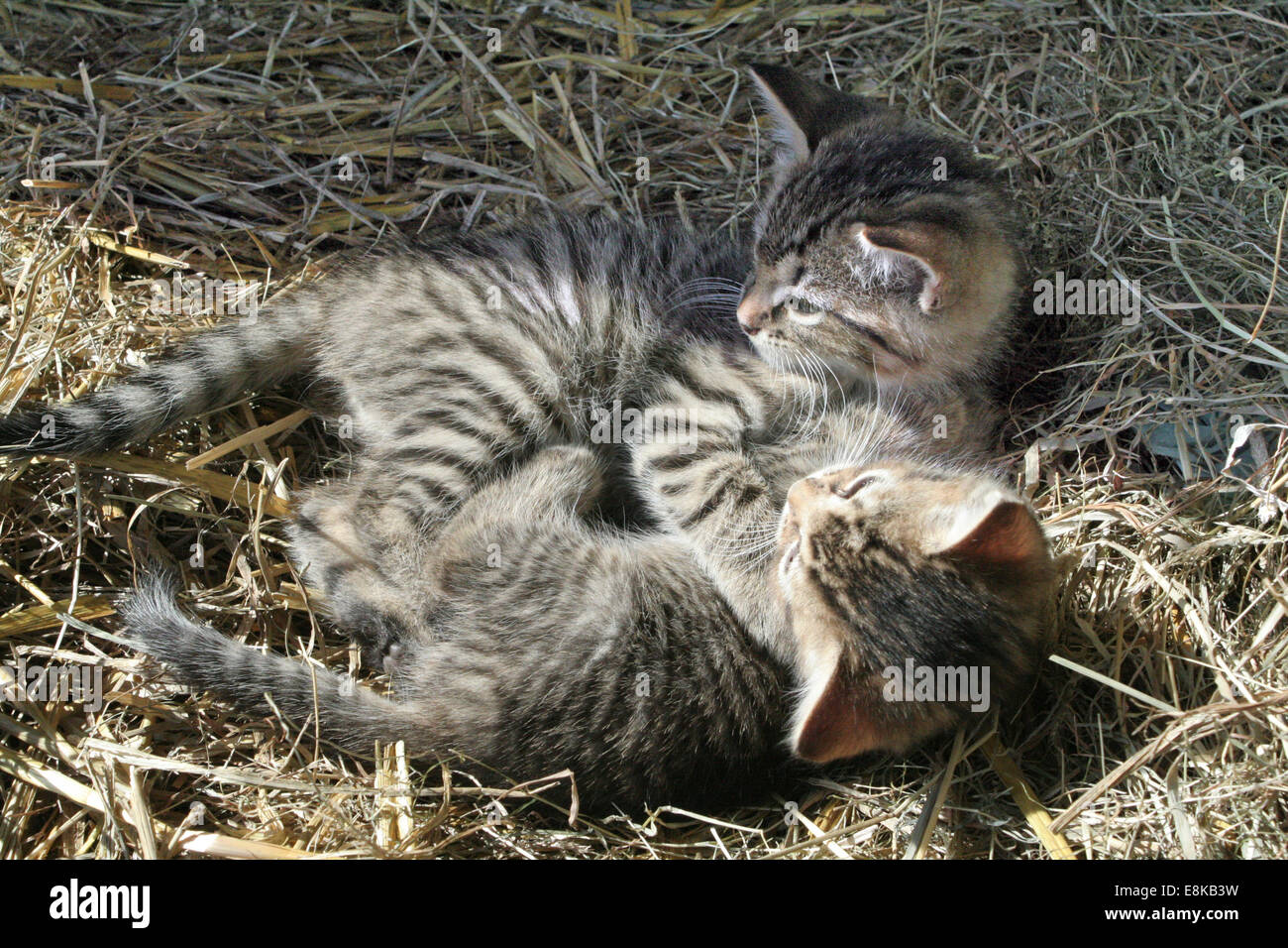 Zwei Kätzchen kuscheln im Stroh zu teilen. Stockfoto