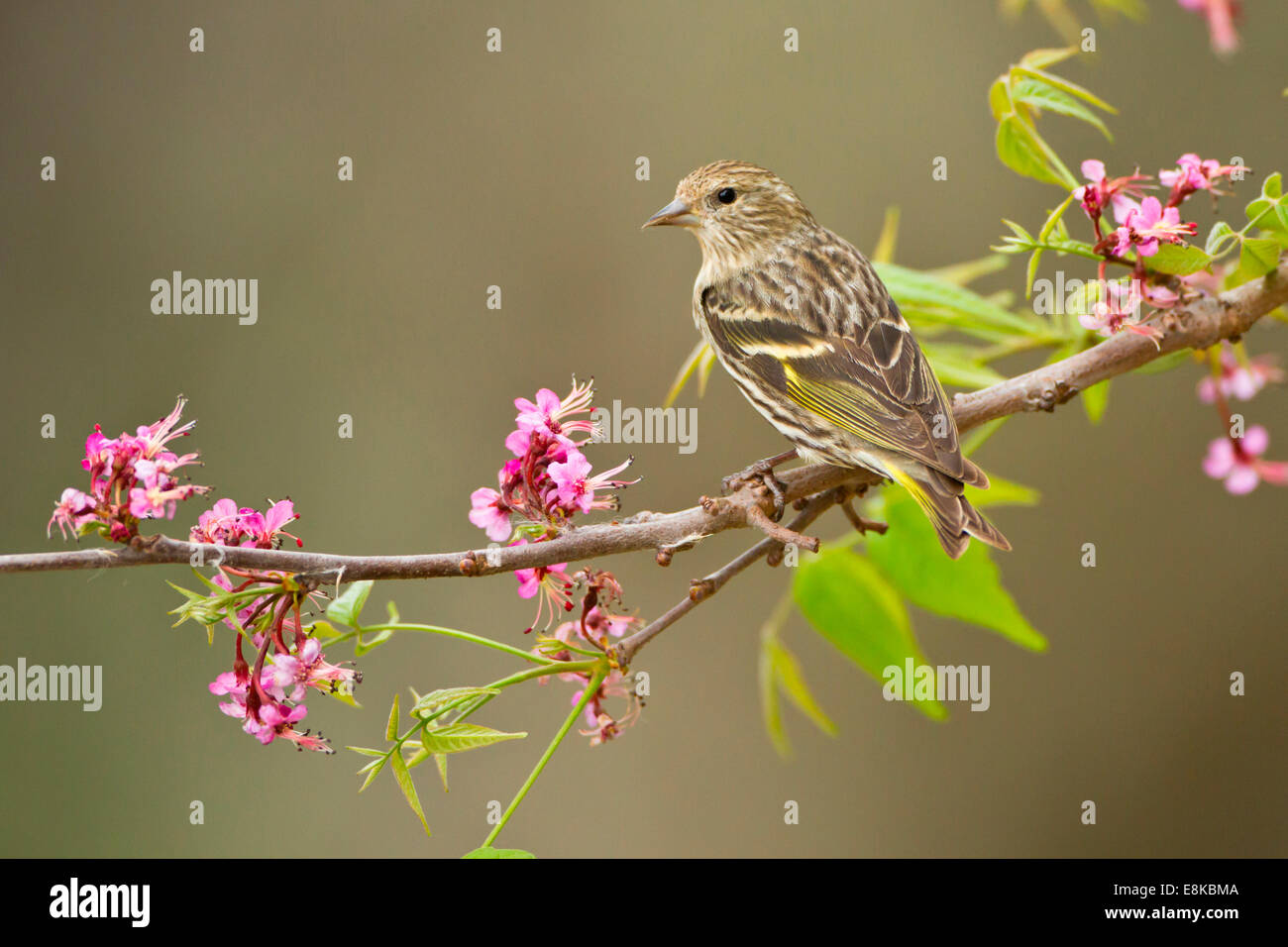 Pine Zeisig (Spinus Pinus) Erwachsenen thront in Buckeye Baum. Stockfoto