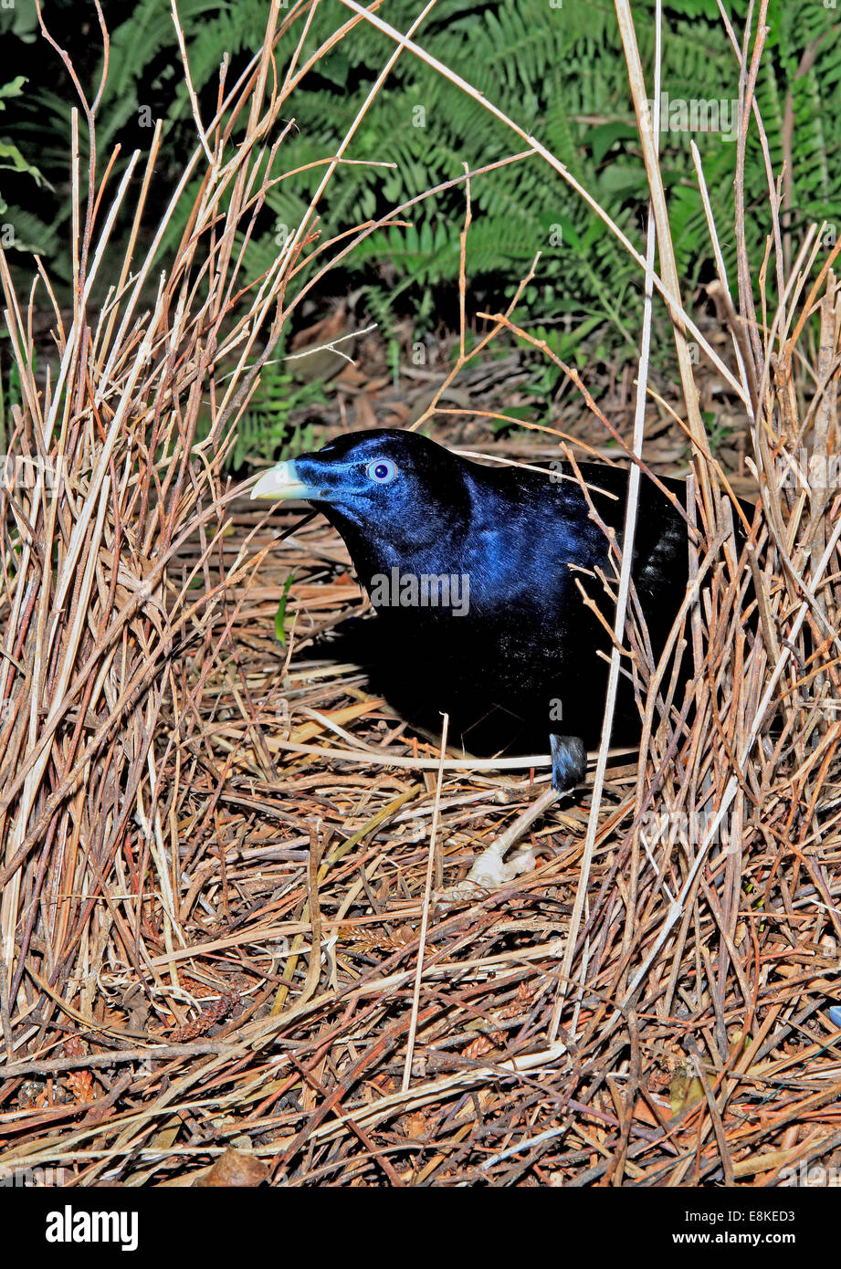 Männliche Satin Bowerbird, Ptilonorhynchus violaceus, neigen zu seiner Laube. Siehe unten für mehr Informationen Stockfoto