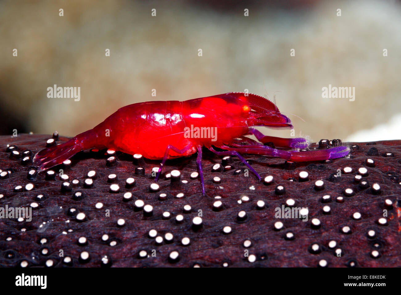 Imperial Garnelen, Zenopontonia Rex, Leben auf eine Seegurke. Früher bekannt als Periclimenes Imperator. Stockfoto