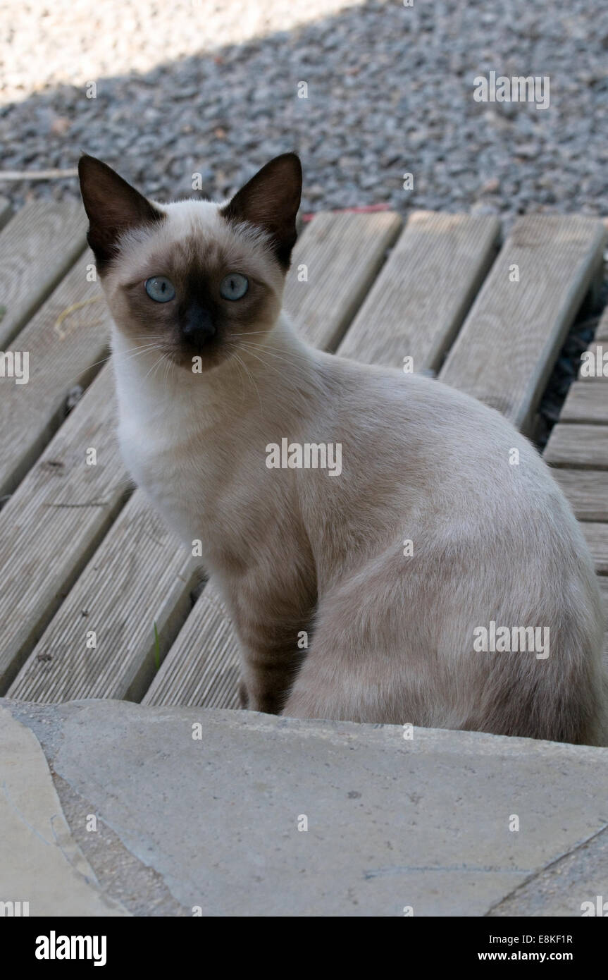 Perser Kätzchen weit aufgerissenen Augen und wachsam Stockfoto