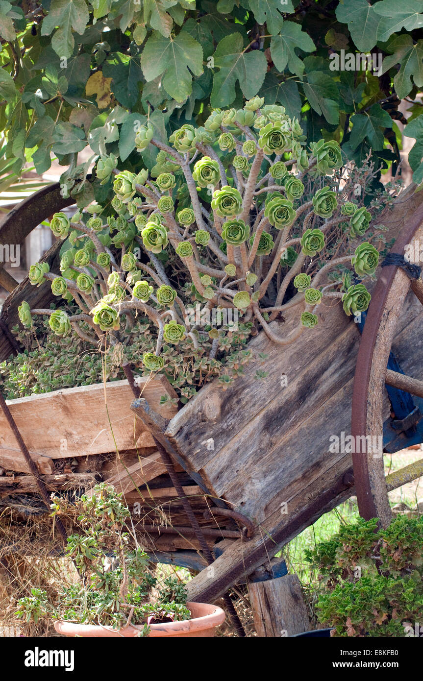 Mediterranen Sukkulenten platziert künstlerisch in einer alten stillgelegten landwirtschaftlichen Wagen saß unter einem Feigenbaum Stockfoto