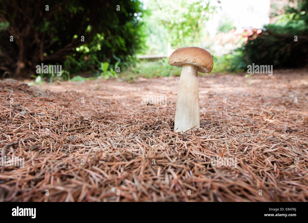Boletus Pinophilus Edulis Pilz in Kiefernwäldern bedeckt mit Herbst Nadeln stecken Stockfoto