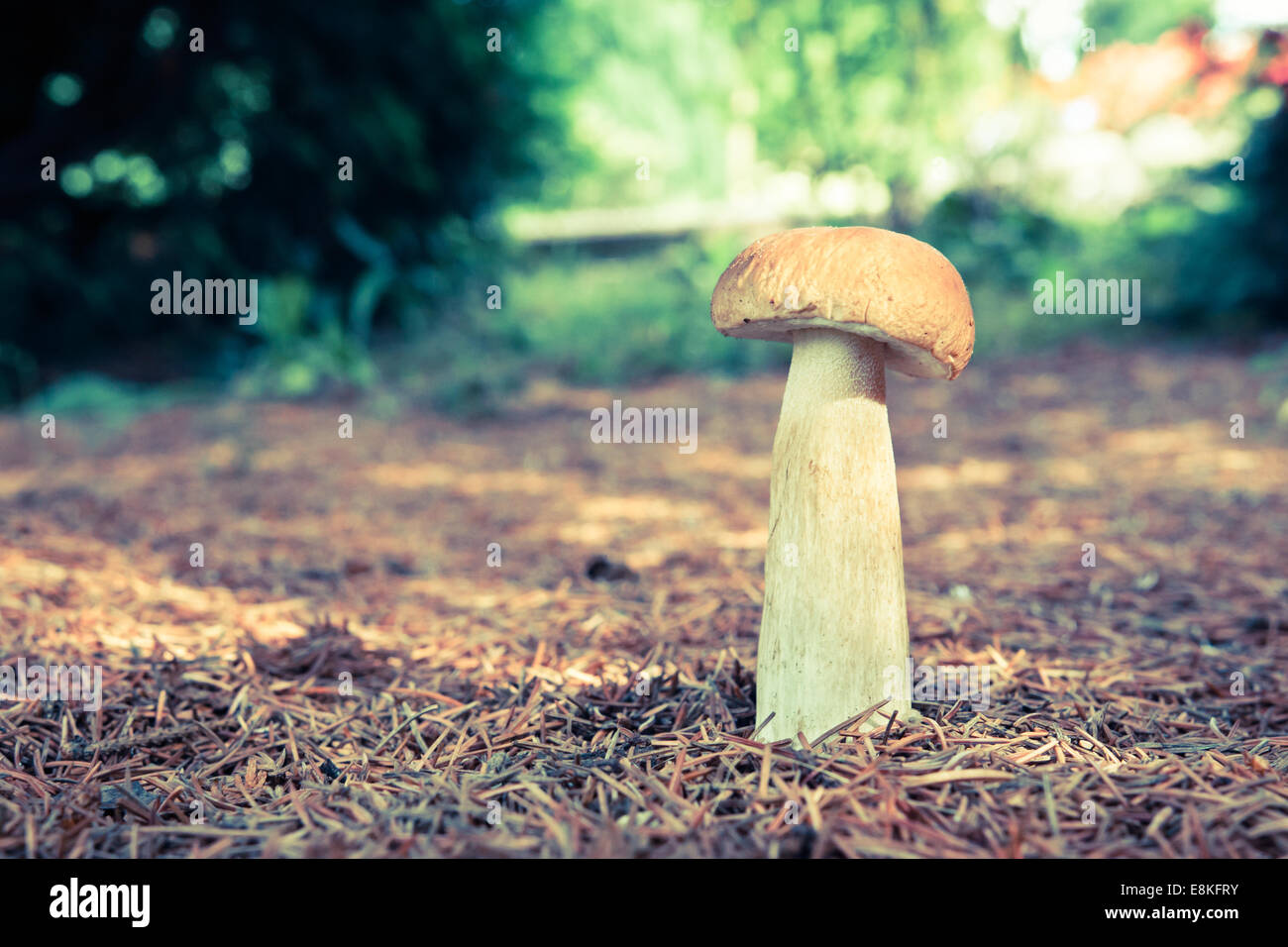 Boletus Pinophilus Edulis Pilz in Kiefernwäldern bedeckt mit Herbst Nadeln stecken Stockfoto