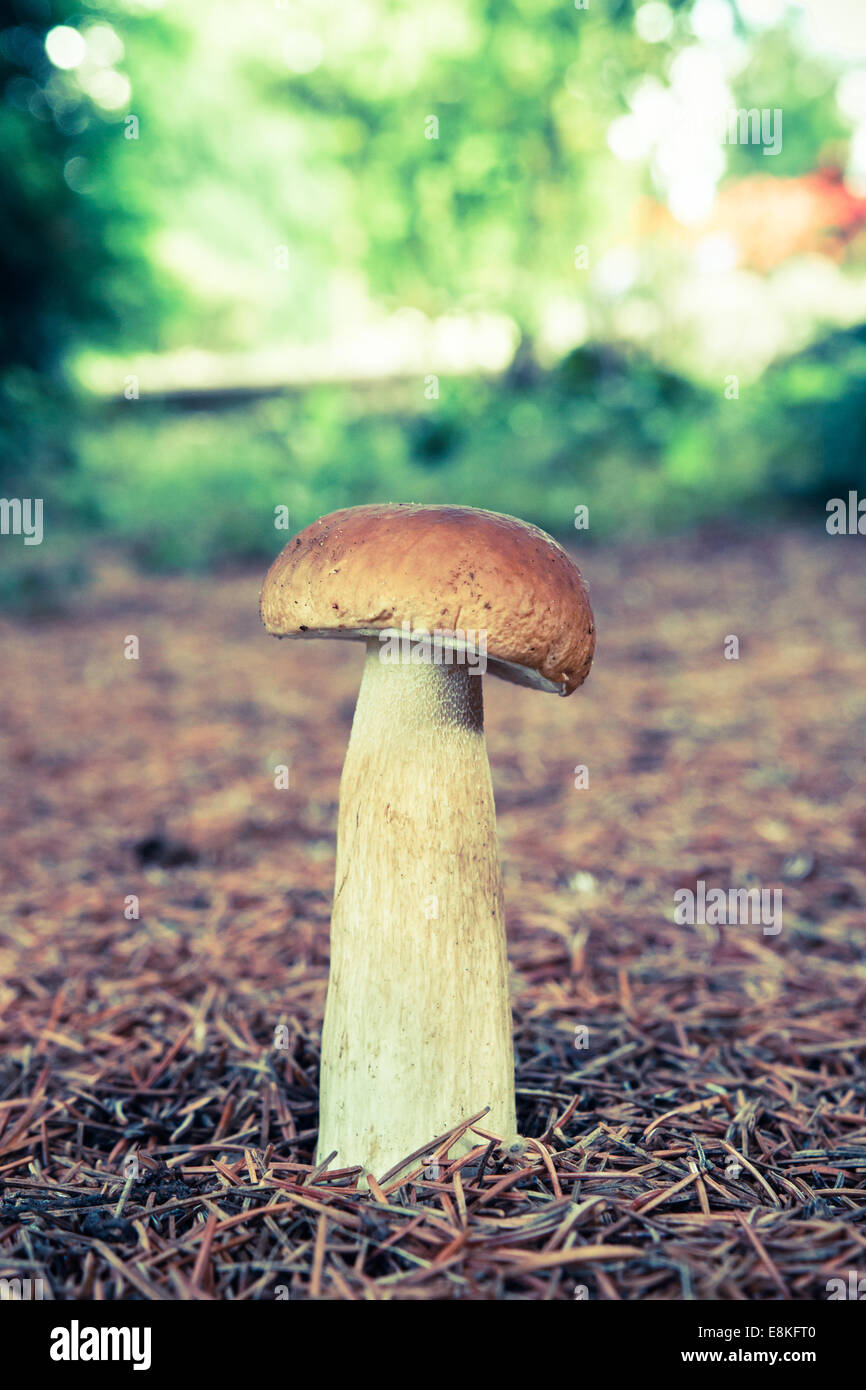Boletus Pinophilus Edulis Pilz in Kiefernwäldern bedeckt mit Herbst Nadeln stecken Stockfoto